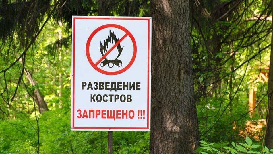 Разведение костров в лесу категорически запрещено