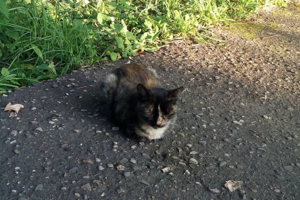 Murder cat. Узбеки убивают кошек.