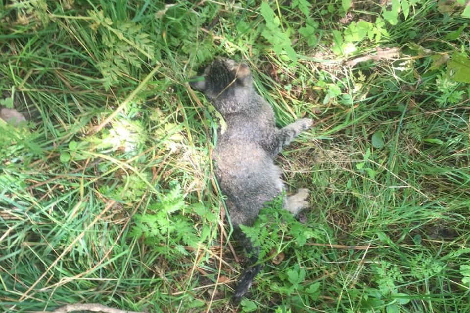 Когда кота нашли он был еще жив. ФОТО: группа "Подслушано в Ярославле" ВКонтакте