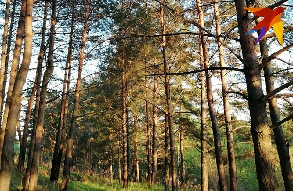 Пока можно пользоваться погожими днями конца лета и вдоволь погулять на природе.