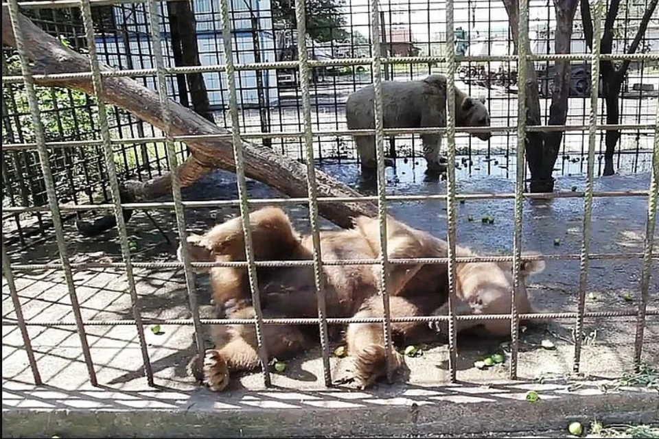Медведи сидели в вольере за двумя решетками - вольер соорудил сам владелец участка.