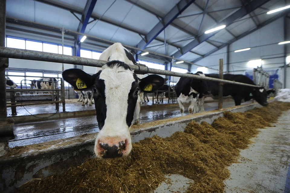 Молоко из Хабаровского края будет поставляться в Китай