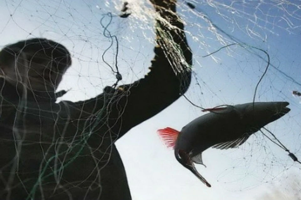Прокуратура выявила сайт по продаже рыболовных сетей