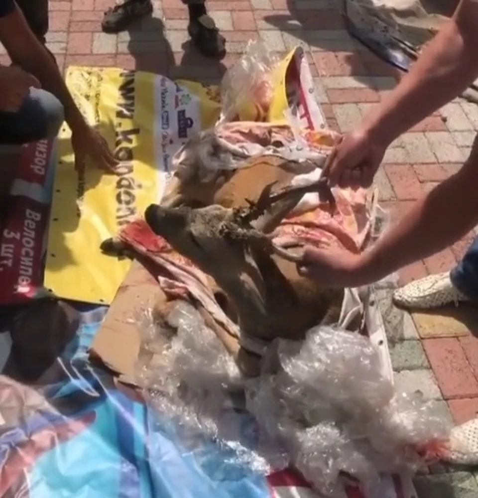 Фото: скриншот видео из instagram.com/stv_26
