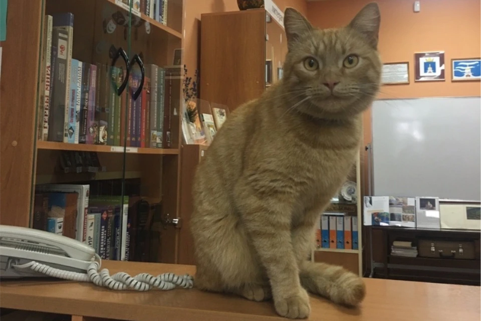 Рыжий кот Степан был символом библиотеки и всего посёлка. Фото: Городенская библиотека.