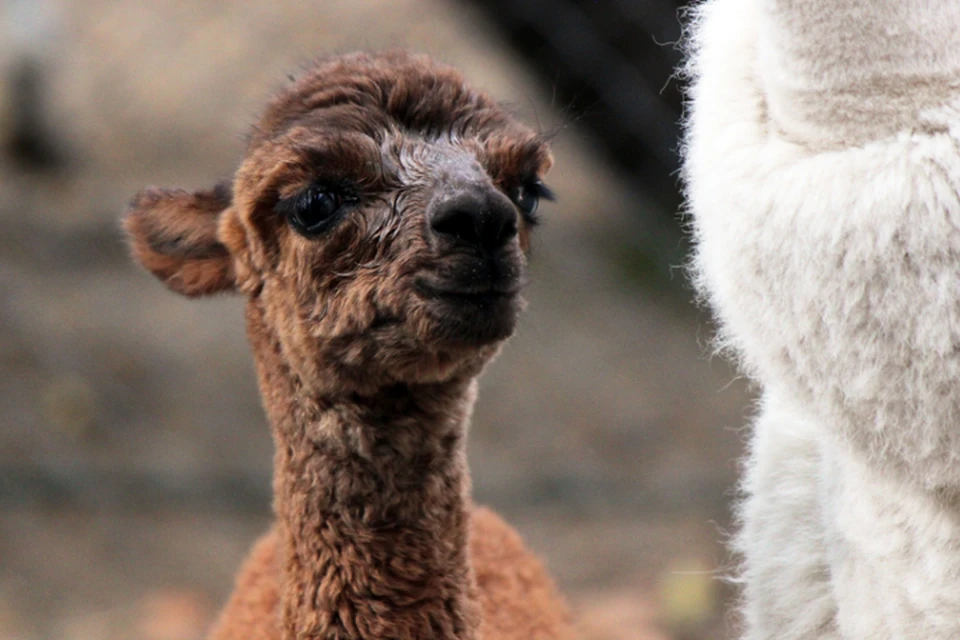 «МАЛЬЧИК-КРАСАВЧИК!»: Прибавление в семье альпак в зоопарке Лимпопо