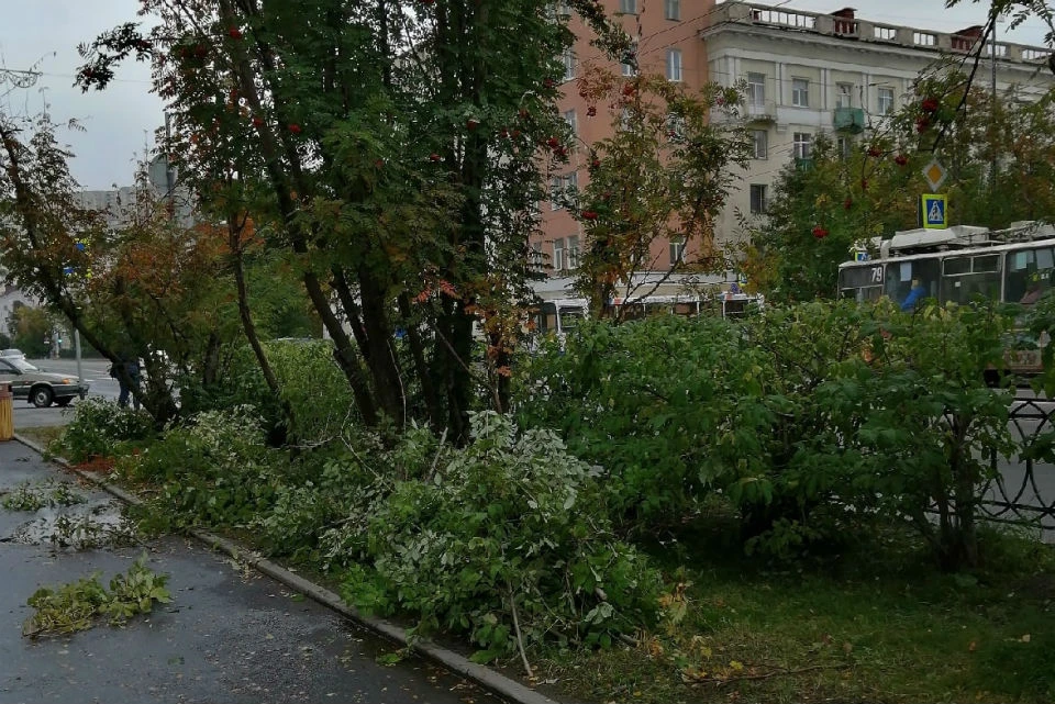 В центре Мурманска рубят сирень. Фото: Тамара Старопопова