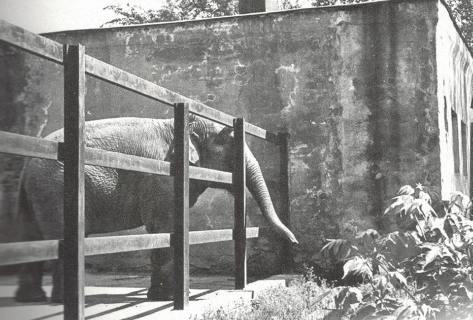 Слоны обитают в нашем зоопарке еще с советских времен. Фото: Евгения Клавдиенко, Екатеринбургский зоопарк