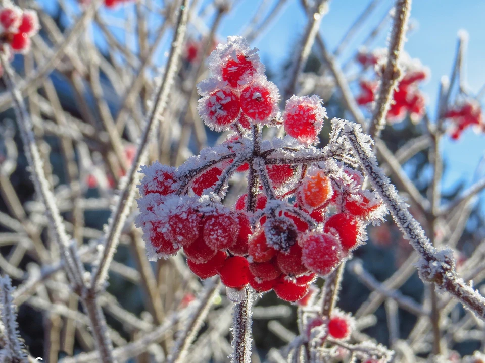 Фото: pixabay.com
