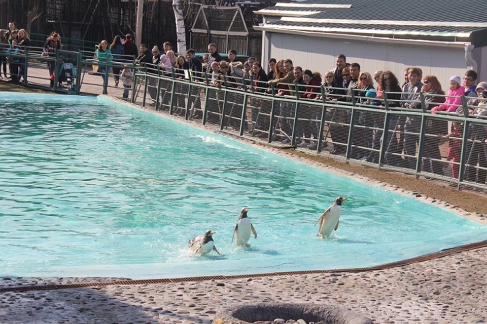 У бассейна пингвинов всегда много посетителей. Фото "Роева ручья".