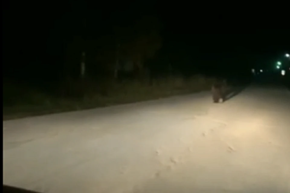 Медведь пробежался по улицам Ныроба. Видео: https://vk.com/vknyrob