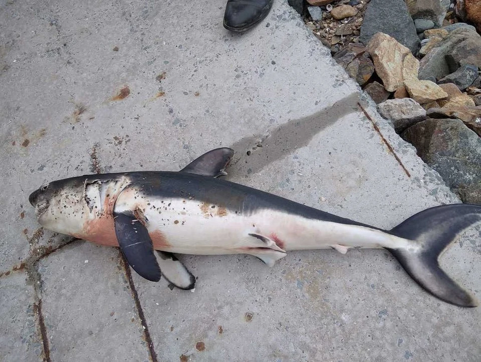 Когда люди обнаружили акулу, она была уже мертва. Фото: Instagram-паблик vdk_news