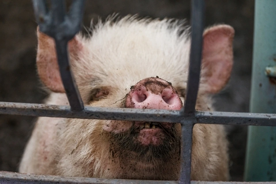 В Хабаровском крае ликвидируют очаги африканской чумы свиней
