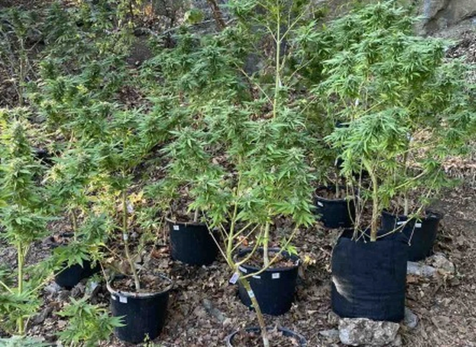 В Ялте за бережно выращенную плантацию конопли отцу и сыну грозит 8 лет тюрьмы. Фото: официальный сайт МВД по Крыму.