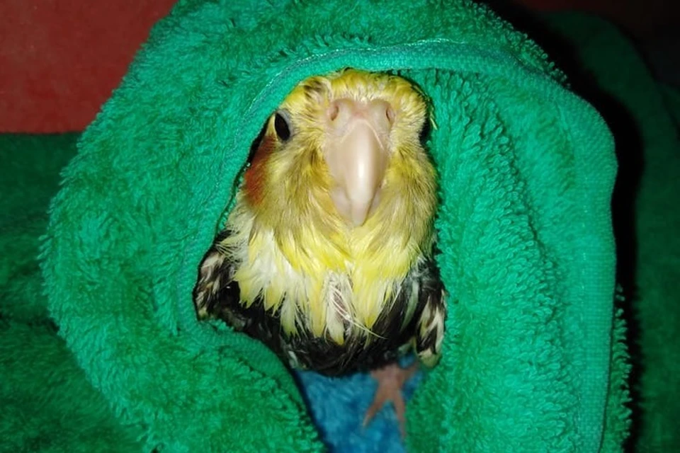 Попугай сам сиганул в наполненную ванну. Фото: Татьяна Звягинцева
