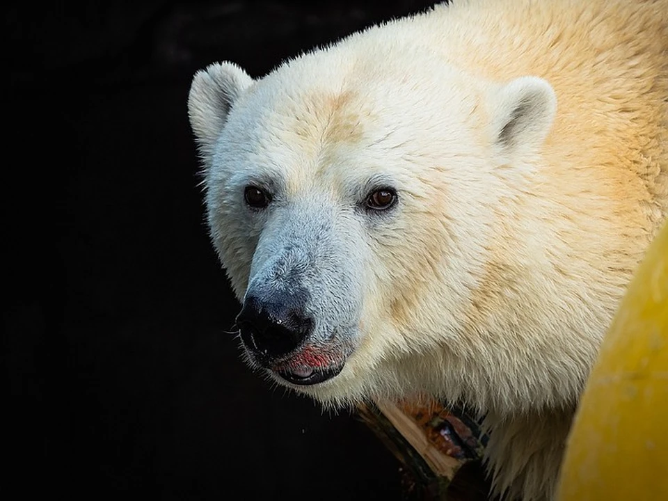 Белые медведи обычно не нападают на людей Фото: Роев ручей