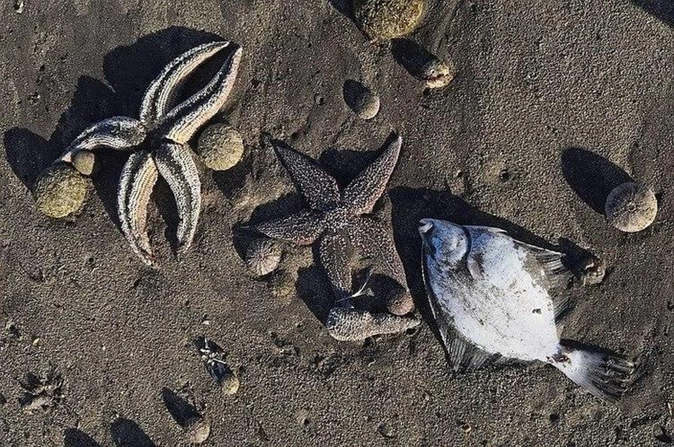 СК возбудил уголовное дело после загрязнения пляжей на Камчатке. Фото: Анна Стрельченко/ТАСС