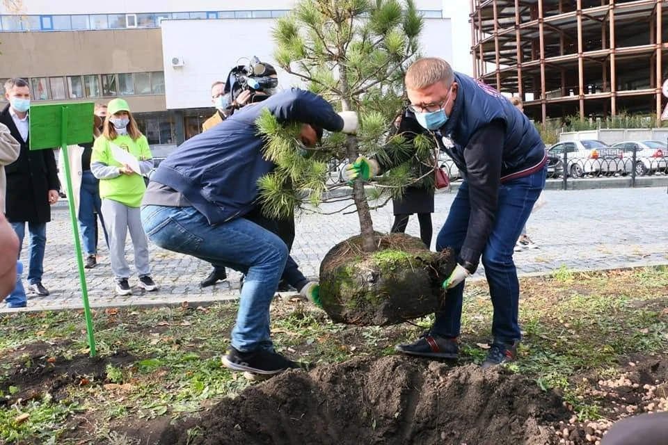 В центре Челябинска губернатор высадил кедры. Фото: пресс-служба губернатора Челябинской области.