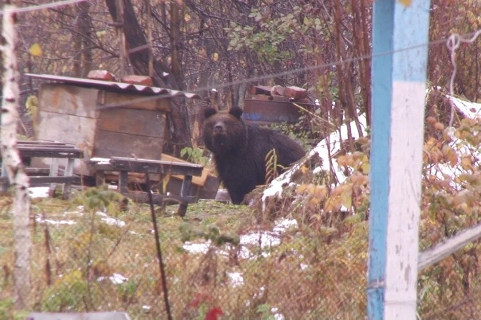 В Кузбассе медведи вышли из тайги к людям. Фото: Пресс-центр Междуреченска/ vk.com
