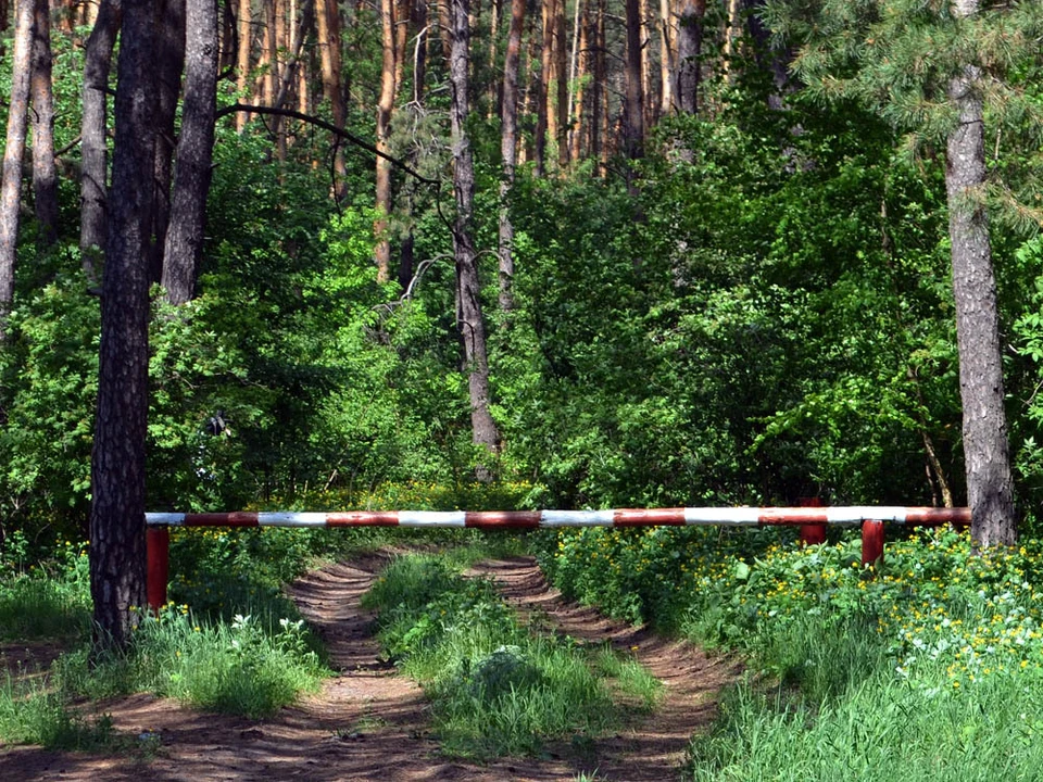 Фото с сайта управления лесхоза Воронежской области