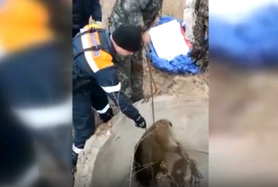 Спасатели успешно достали молодого кабана из колодца
