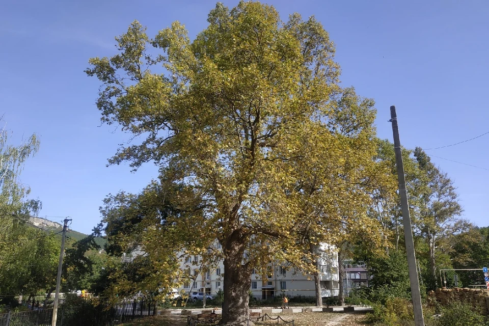 Специалисты вычислили возраст старинного дерева растущего под Севастополем