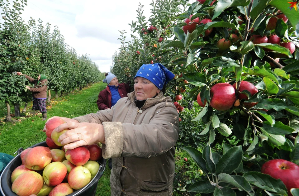 В Ольшанах сейчас собирают урожай поздних яблок и капусты.