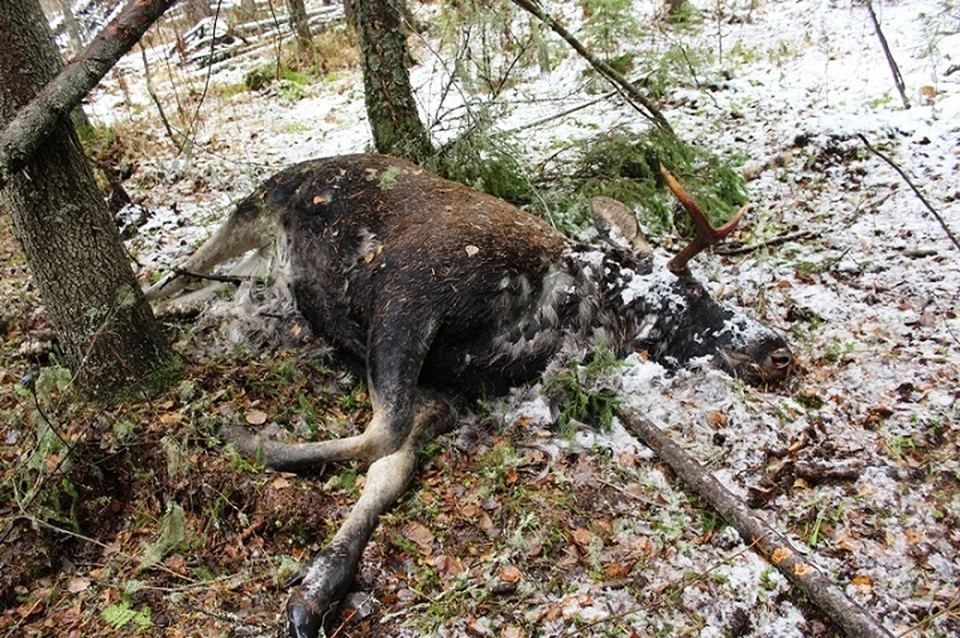 Лось погиб, попав в ловушку браконьера. Фото: ГУВД по Пермскому краю.