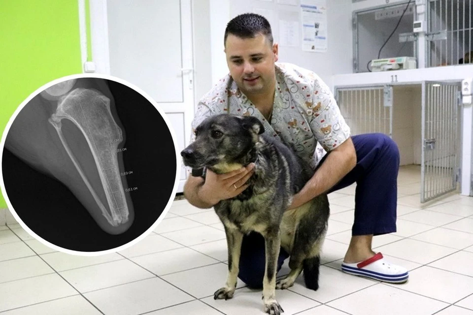 Павел Жульпа взялся поставить собаку на лапы. Фото: личный архив героя