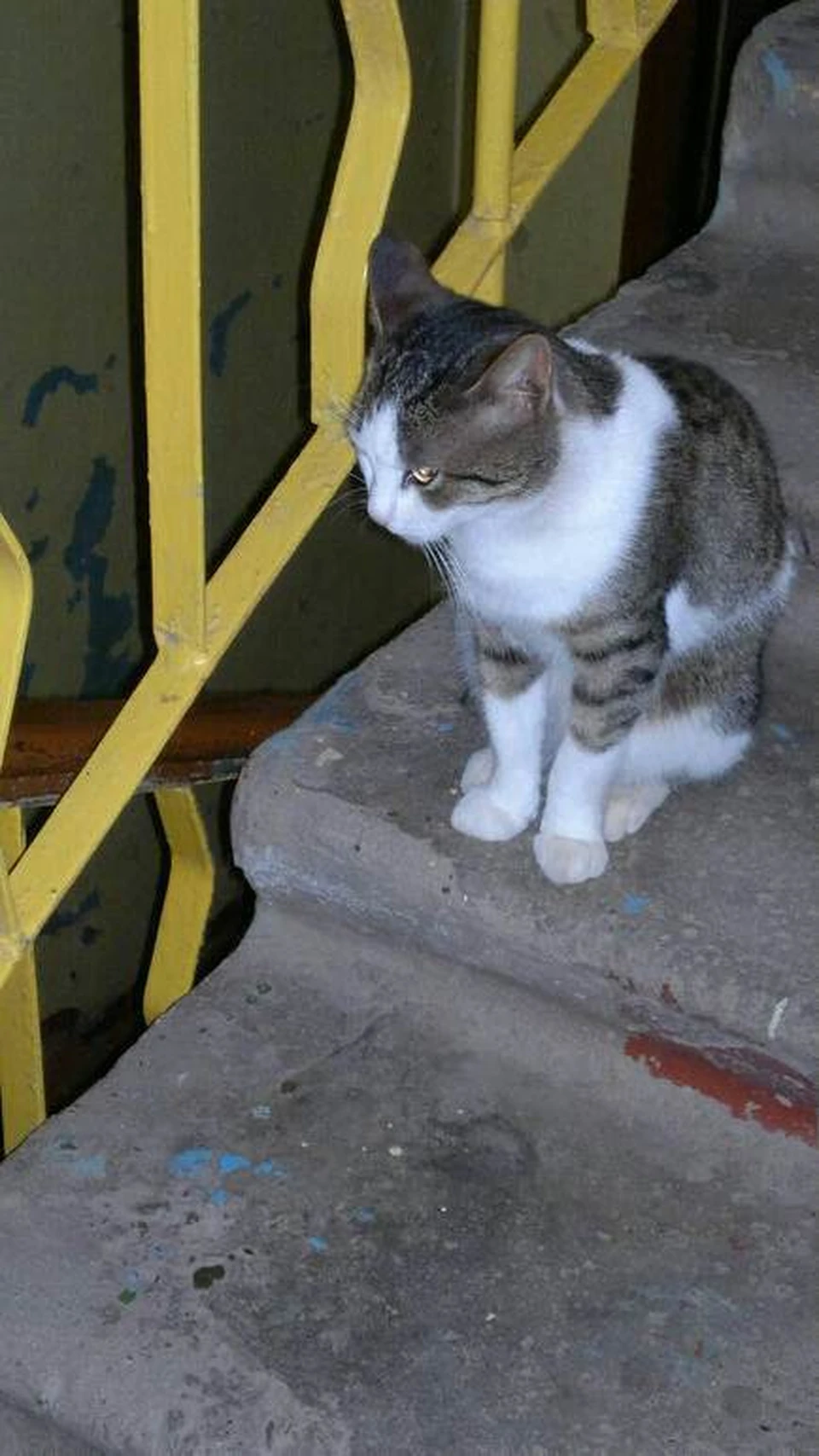 В Удмуртии кот после смерти хозяйки оказался в подвале