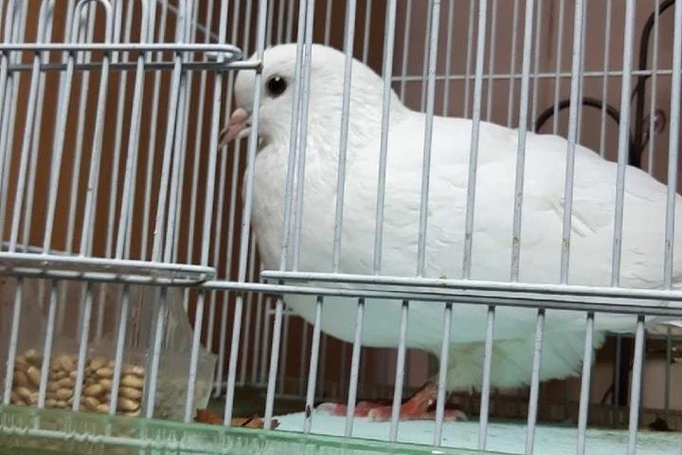 «Он такие сальто в воздухе делал!»: жительница Ямала спасла породистого голубя