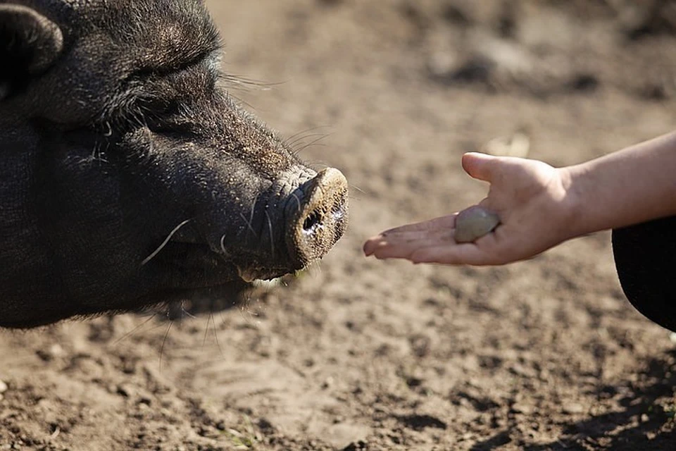 Свиньи оказались породы маналица, представители которой отличаются от своих собратьев темной и густой шерстью. Фото: pixabay.com