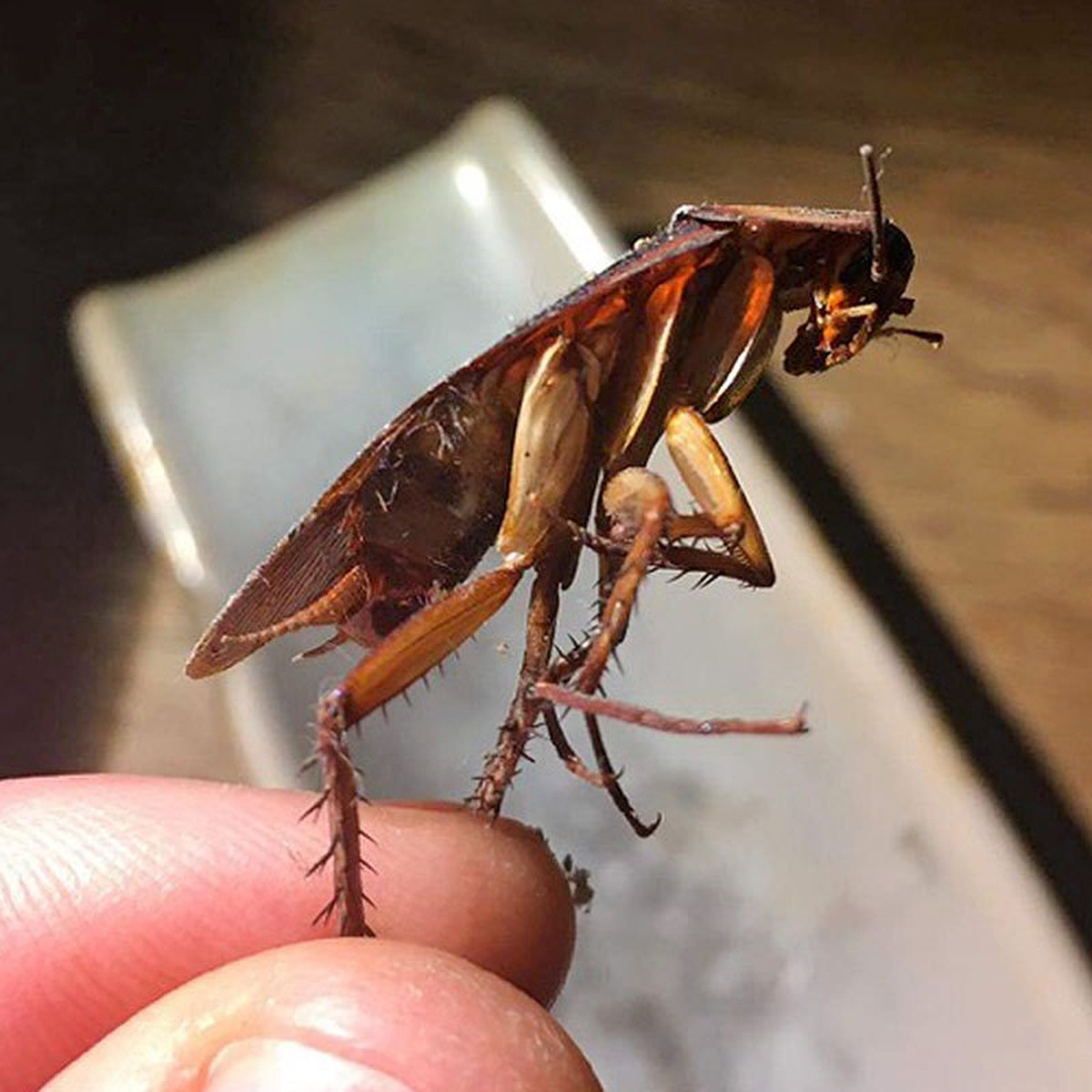 Американский таракан: внешние признаки, размножение, природное значение и вред