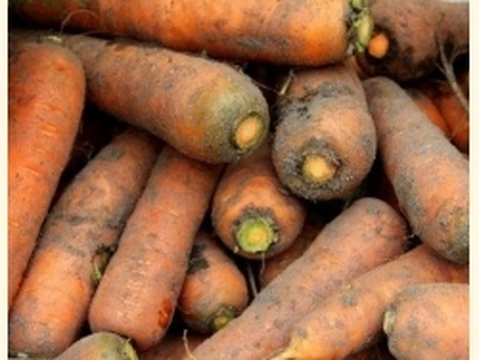 В Сургут завезли морковь из неблагополучной фитосанитарной зоны. Фото - Управление Федеральной службы по ветеринарному и фитосанитарному надзору по Тюменской области, Ямало-Ненецкому и Ханты-Мансийскому автономным округам.