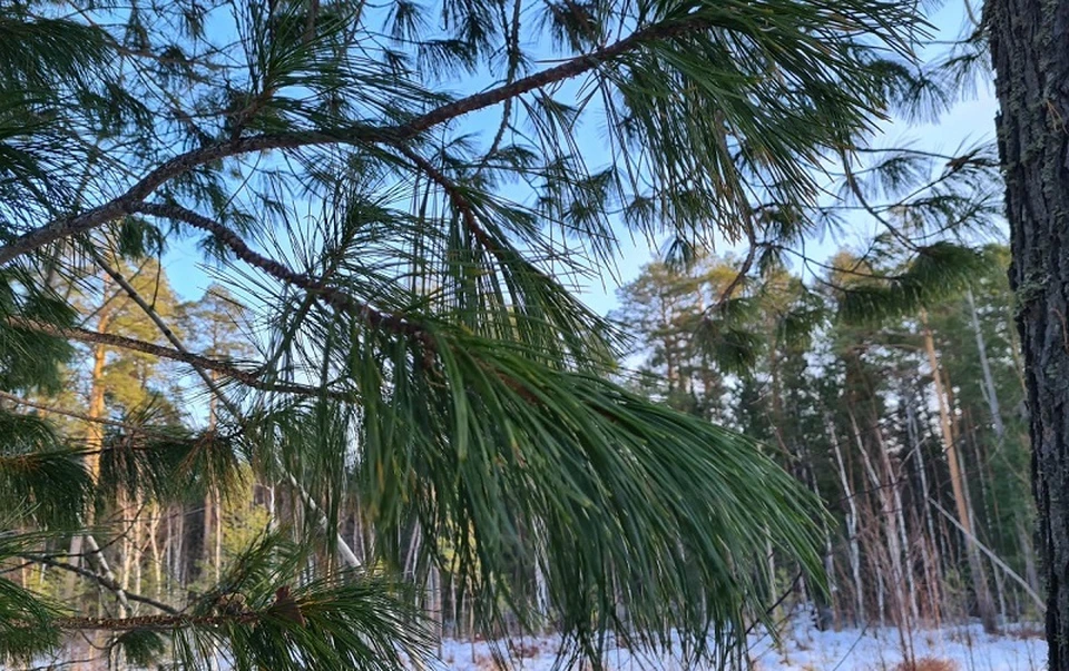 Погода в Югре на 3 декабря 2020 года: местами небольшой снег, изморозь Фото: Виктория Терина