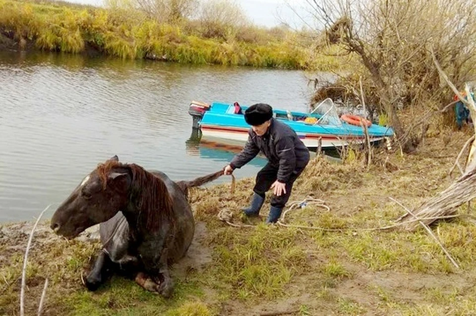 Тюменцы несколько часов тащили лошадь из реки. Фото - ГУ МЧС по Тюменской области.