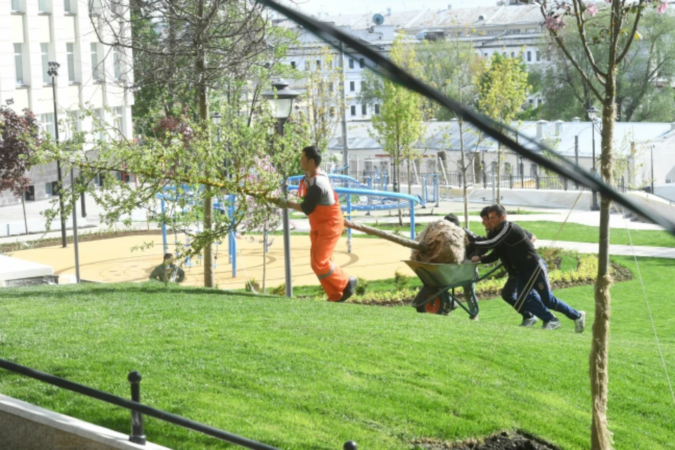 В донской столице попросили озеленить разделительную полосу на Лелюшенко