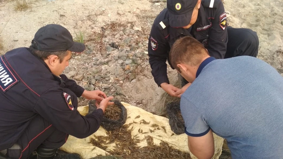 В Черноморском районе браконьеры выловили больше 20 тысяч креветок. Фото: пресс-служба МВД по Крыму.