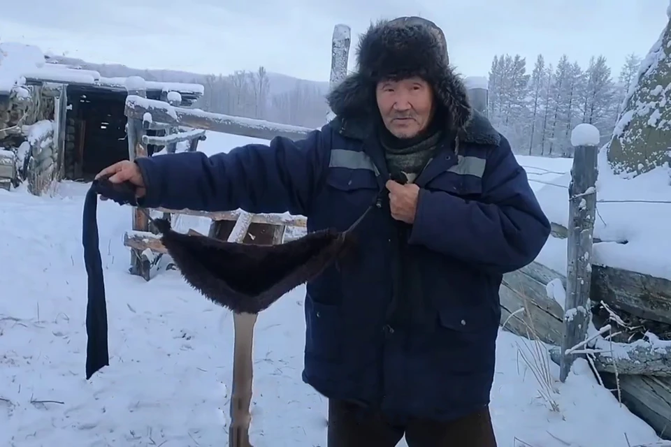 В Якутии фермеры стали шить «бюстгальтеры» из меха, в которые прячут вымя коровы, а затем подвязывают их на спине веревками. Фото: Семен СИВЦЕВ