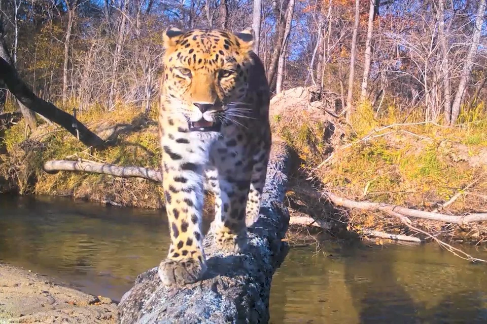 Скриншот видео, сделанного в нацпарке "Земля леопарда"
