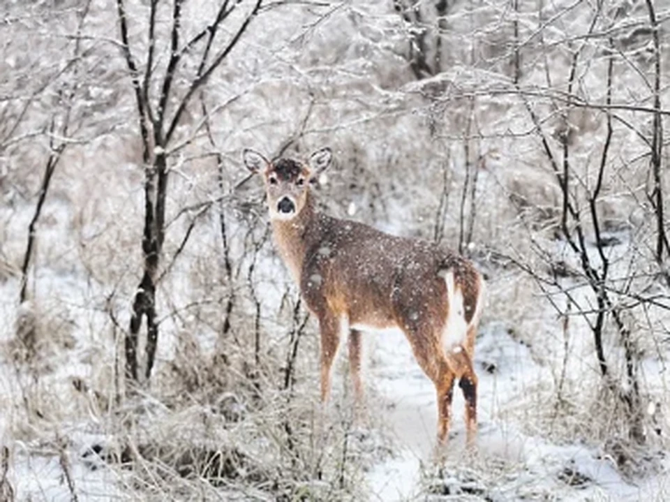 Фото: pixabay.com