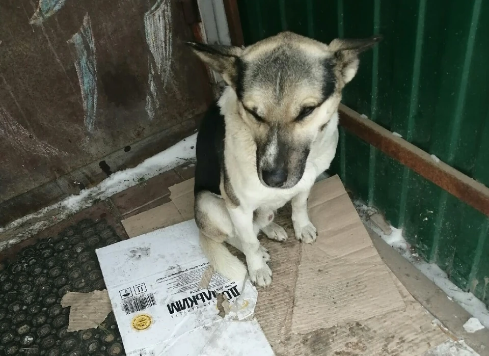 Магазин, к которому прибился пес, закрывается на новогодние каникулы, и 10 дней его даже не будут кормить. Фото: «Теремок Омск»