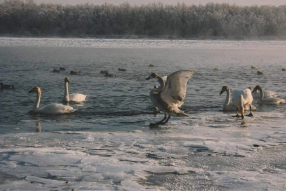 Снежная красота