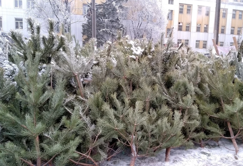 Деревья переработают в щепу