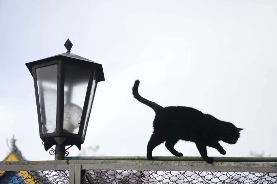 При общем снижении числа суеверных, среди представителей некоторых профессий верящих в черную кошку, наоборот, прибавилось