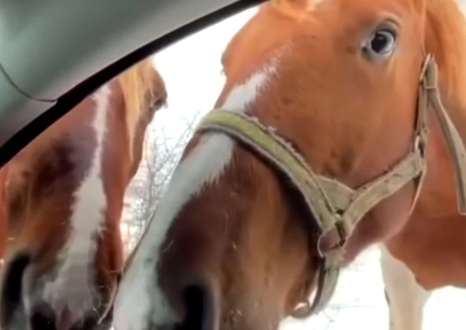 Туристов удивило поведение лошадей, которые смело подошли к их машине. Фото: скрин из видео