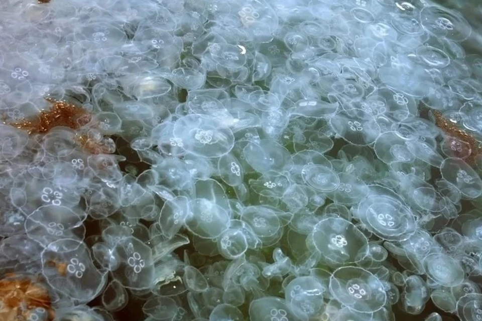 Очевидцы сняли, как весь берег Черного моря заполонили прозрачные медузы