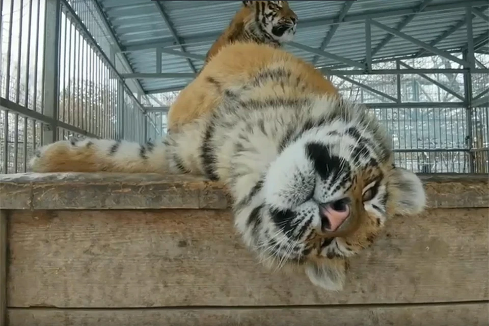 Тигрята из Барнаульского зоопарка