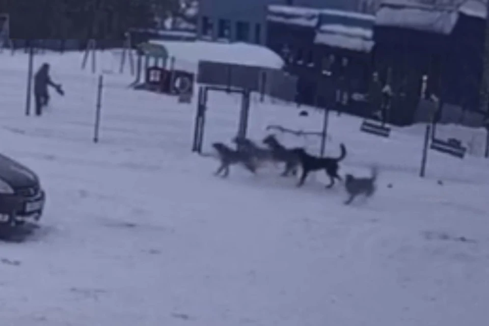 В Новосибирске бродячие собаки хотели напасть на ребенка. Фото: Кадр из видео