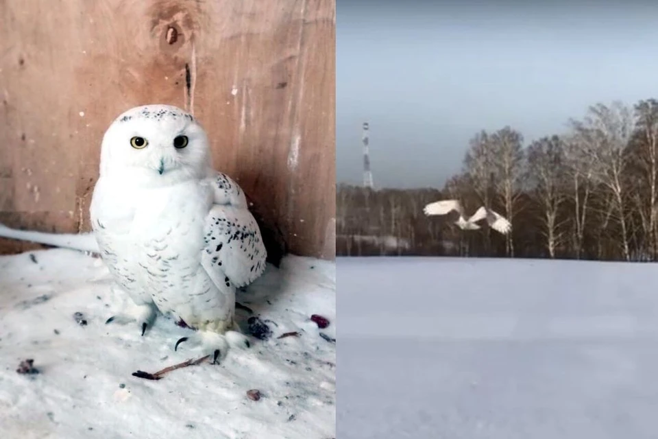 Птицу выпустили на свободу в начале февраля. Фото: ЦРДЖ